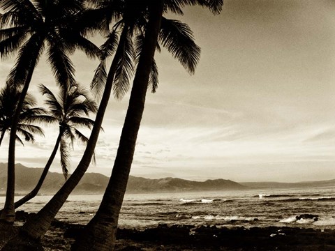 Framed Island Palms III Print