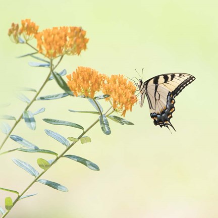 Framed Butterfly Portrait III Print