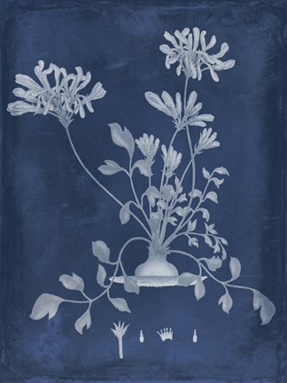 Framed Botanical in Indigo II Print