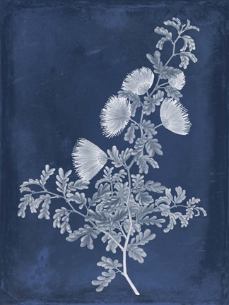 Framed Botanical in Indigo IV Print