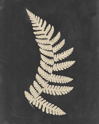 Framed Linen Fern IV Print