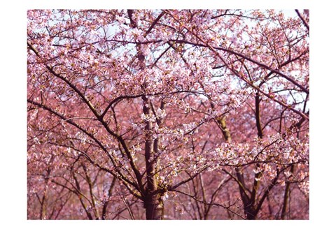 Framed Blossom Pink Trees 2 Print