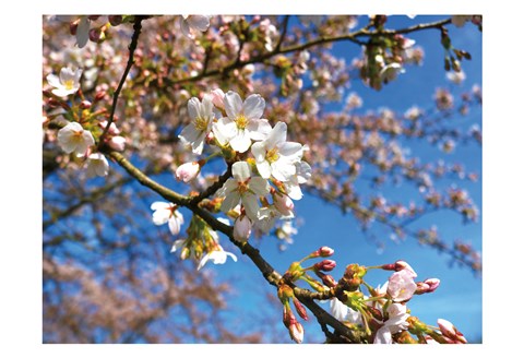 Framed Sudden Blossom 2 Print