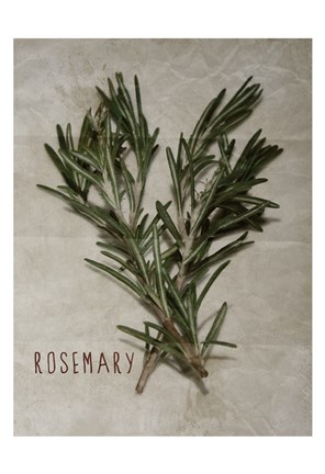 Framed Time-Honored Rosemary 2 Print