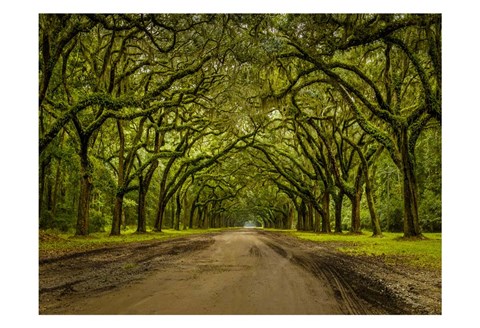 Framed Live Oak Shade Print