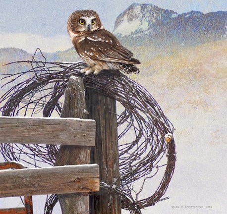 Framed Saw-Whet Owl Rusty Fence Print