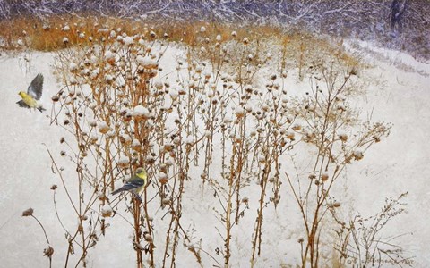 Framed Goldfinches Snow Print