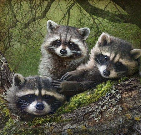 Framed Raccoons As Art Print
