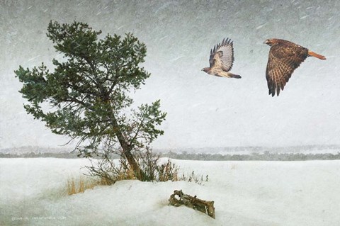 Framed Lone Tree Redtail Hawks Print