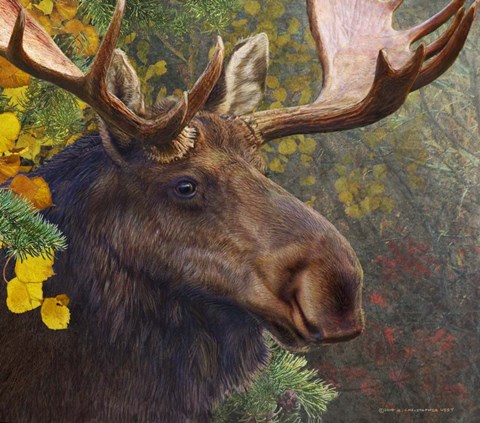 Framed Moose Spruce Print
