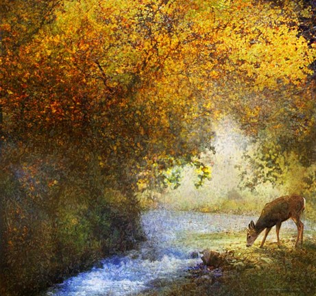 Framed Deer By Woodland Brook Print