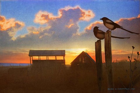 Framed Magpies At Sunset Print