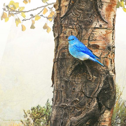 Framed Mountain Bluebird On Dead Aspen Print
