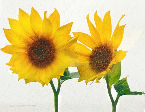 Framed Two Sunflowers Print