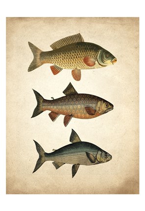 Framed Fish B Print