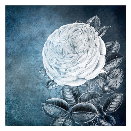 Framed White Bloom 2 Print