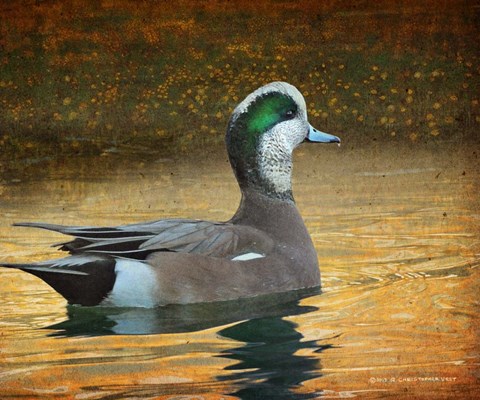 Framed Wigeon Duck Portrait Print
