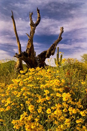Framed Desert Flowers With Tree Arizona Print
