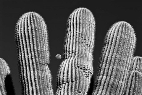 Framed Saguaro Cactus Arizona Superstition Mtns Print