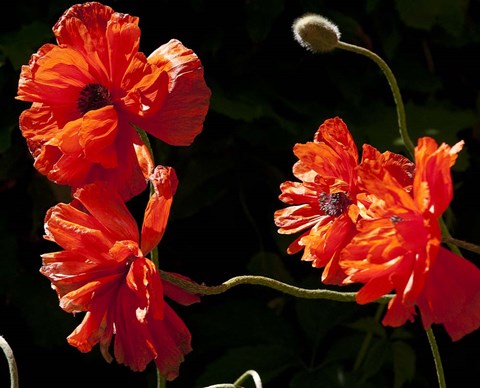 Framed Sante Fe Bright Red Poppies Print