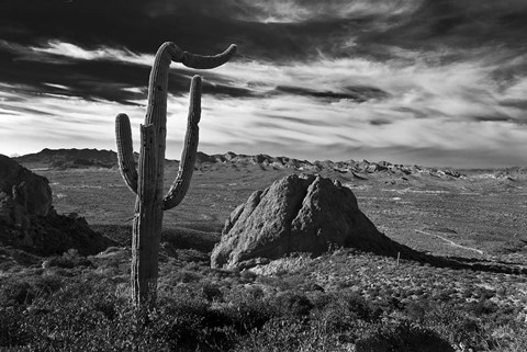 Framed Saguaros Lost Dutchman State Park Arizona Superstition Mtns 2 Print