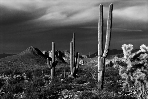 Framed Saguaros Superstition Mtns Arizona Print