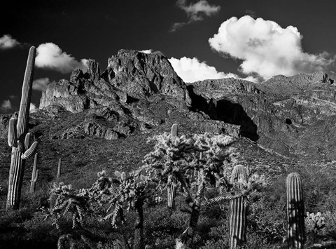 Framed Saguaros Lost Dutchman State Park Arizona Superstition Mtns Print
