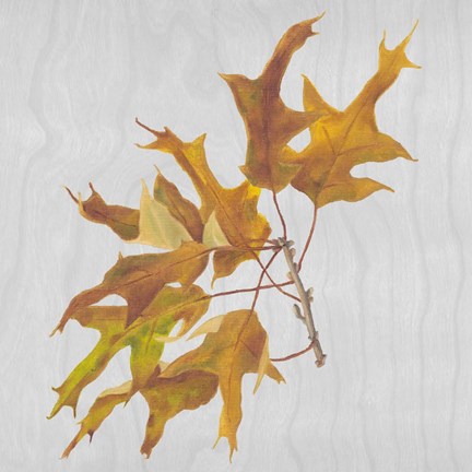 Framed Autumn Leaves III Print