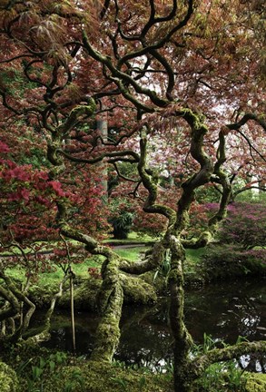 Framed Japanese Garden Tree Print