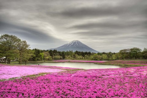 Framed Mount Fuji Pink Moss Print