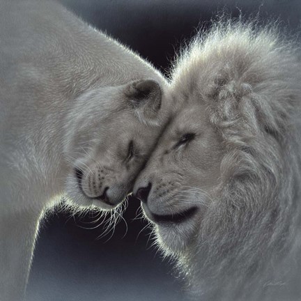 Framed White Lion Love Print