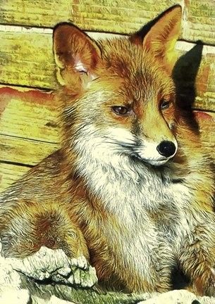Framed Portrait of an Urban Fox Print