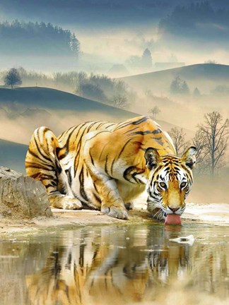 Framed Tiger Drinking Water Print