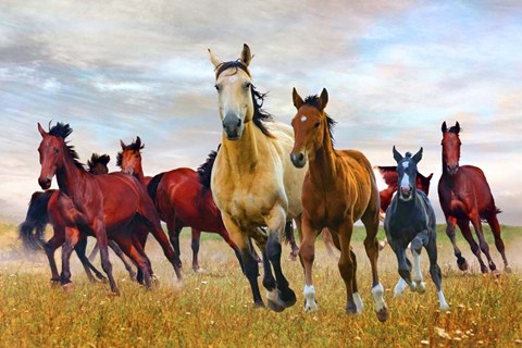 Framed Wild Horses In Nature Print