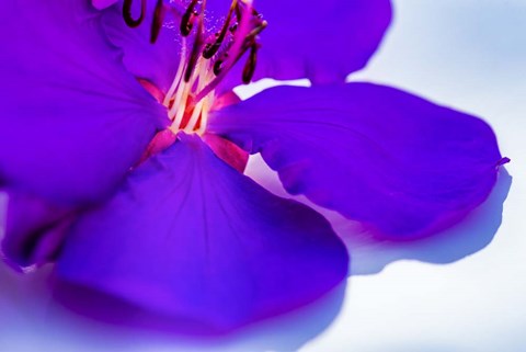 Framed Purple Flower 1 Print