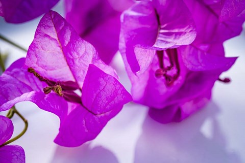 Framed Purple Flower 2 Print