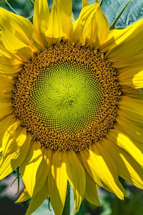 Framed Sunflower Close Up Print