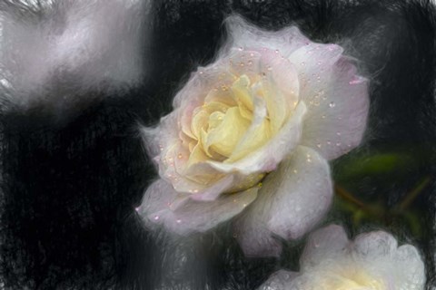 Framed Pink &amp; White Rose Print