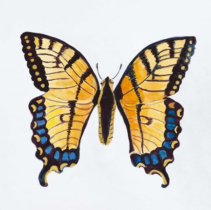 Framed Butterfly Collection The Tiger Swallowtail Print