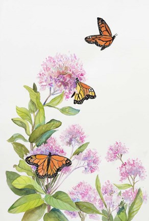 Framed Milkweed and Monarch Butterflies Print
