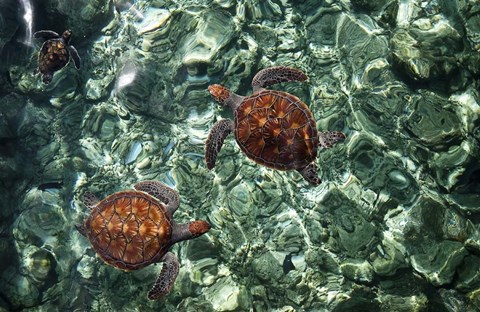Framed Sea Turtles in Crystal Water Print