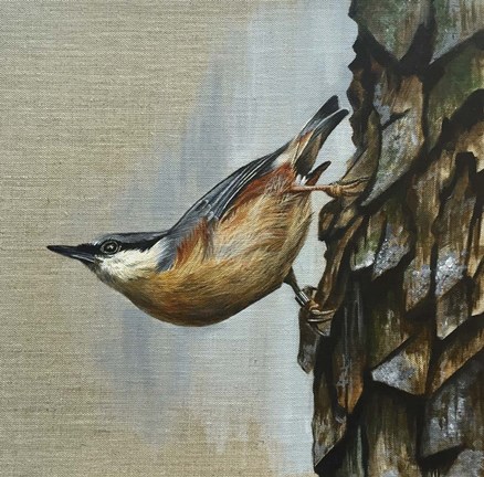 Framed Nuthatch Print