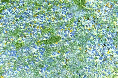 Framed Field of Blue Flowers Print