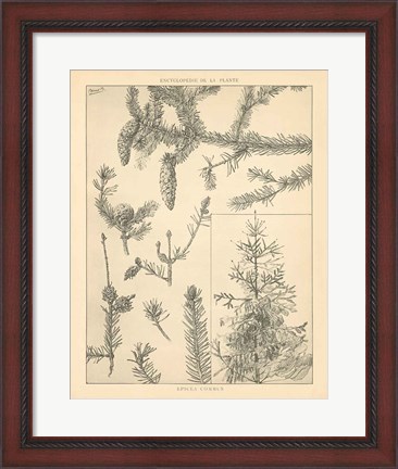 Framed Vintage Tree Sketches I Print