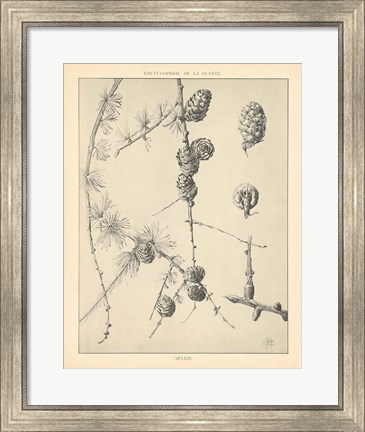 Framed Vintage Tree Sketches II Print