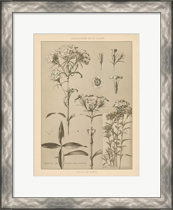Framed Lithograph Florals III Print