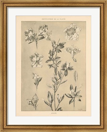 Framed Lithograph Florals I Print