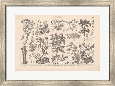 Framed Botanik I Vintage Print