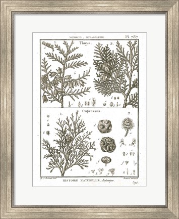 Framed Histoire Naturelle Botanique II Light Print