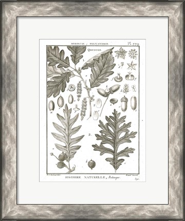 Framed Histoire Naturelle Botanique I Light Print